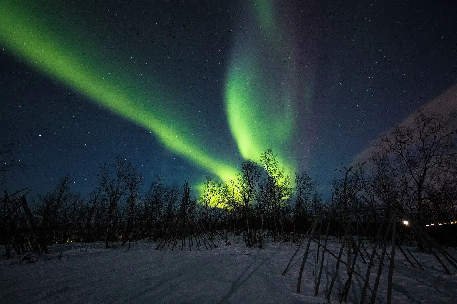 Green northern lights rising behind birch trees in a snowy clearing